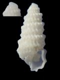 Folinella excavata